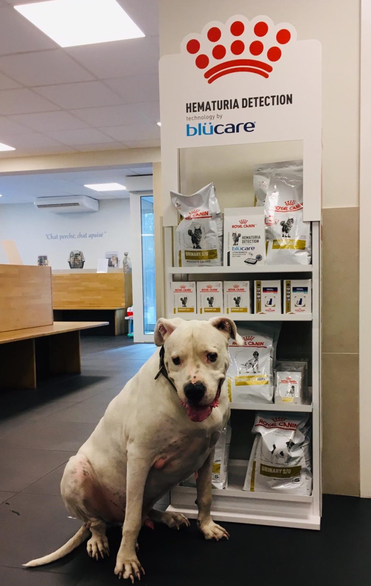 Royal Canin vloerdisplay